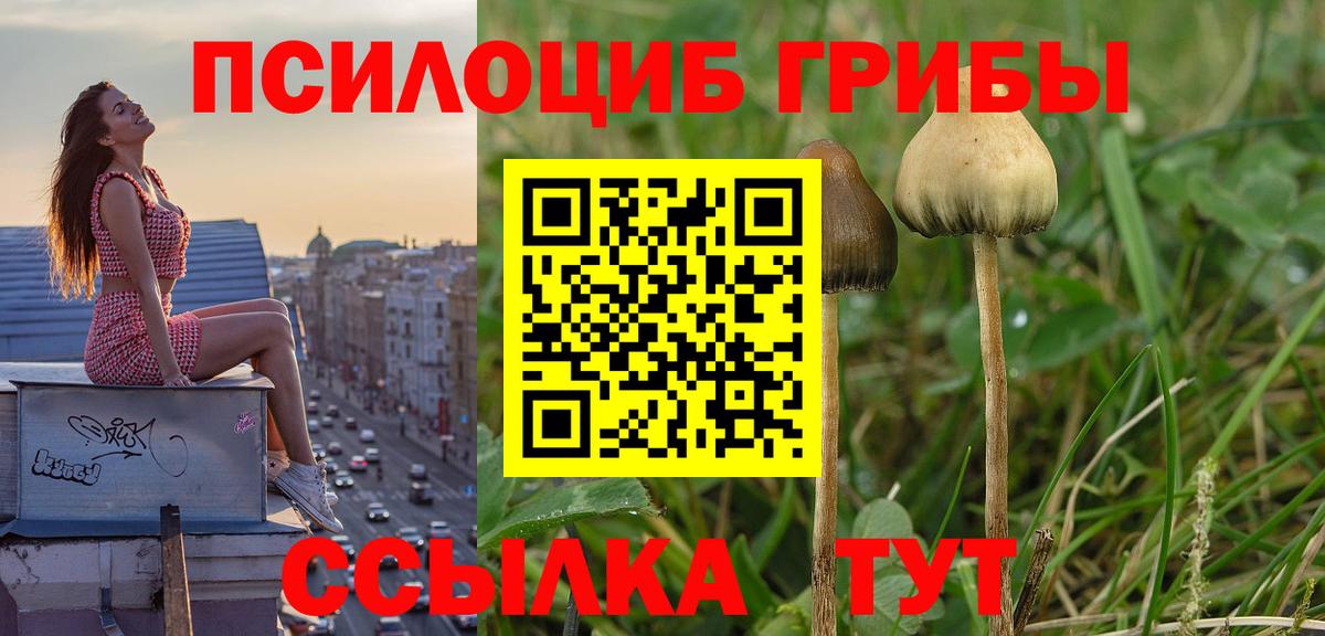 Великий Новгород  Псилоцибиновые грибы ЛСД  Вход с VPN 